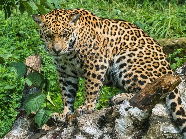 bodypaint-leopard-noir-blanc