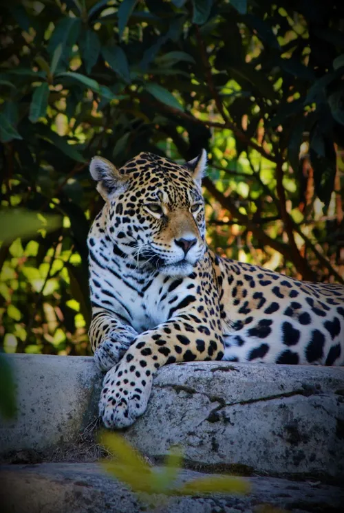 body-painting-leopard