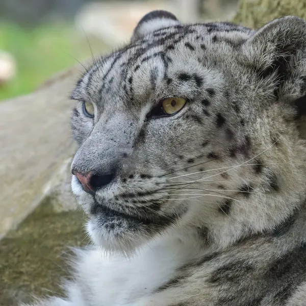 atout-kouleur-maquillag-leopard