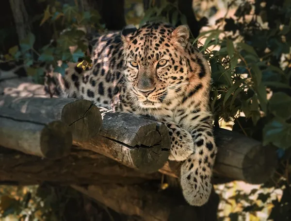 body-painting-leopard-maquillage