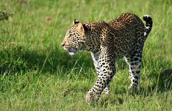 body-art-leopard-girl-amazing-picture