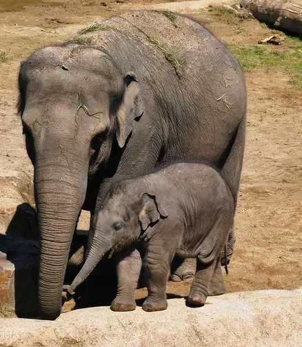 belly-painting-elephant