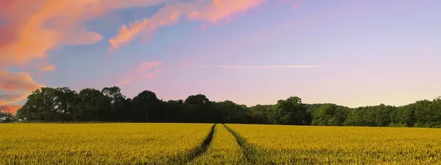 Header Banner
