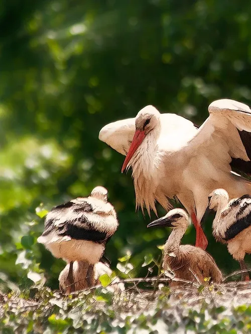 belly-painting-cigogne