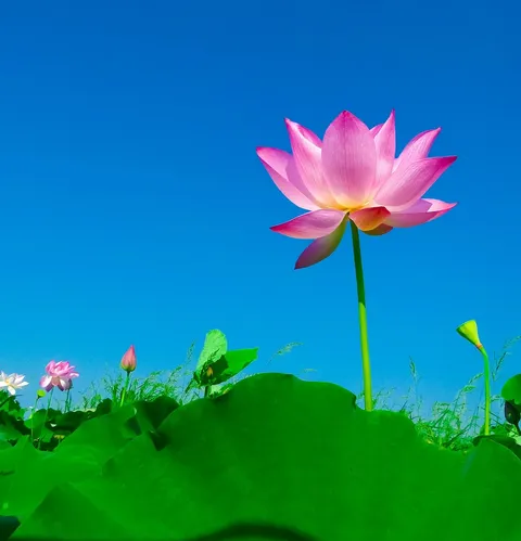 belly-painting-lotus